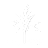 Grãos Export