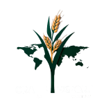 Grãos Export